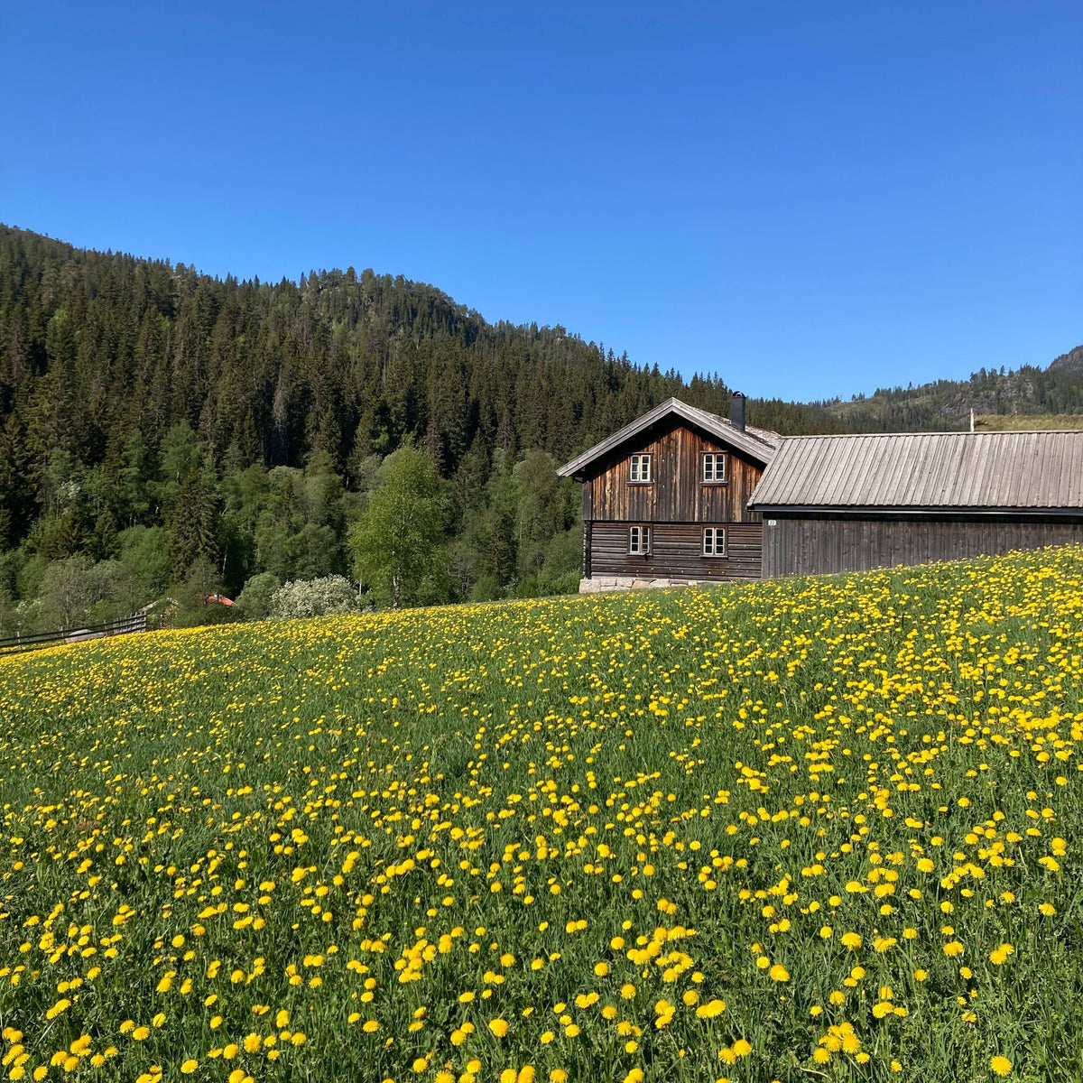 Garnpakke Mari løvetann